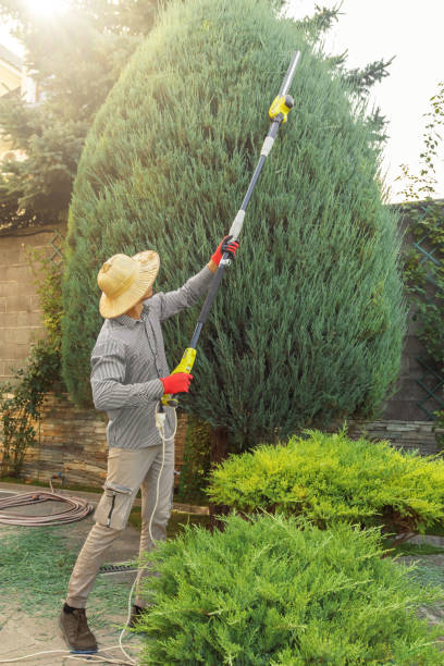 Professional Tree Removal and Landscaping Services in Cooper City, FL